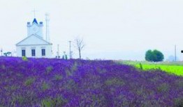 青岛花海爆料最新消息,最新花海美景曝光！