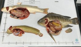 爆料水产博主视频大全最新,探寻海洋美食的奥秘